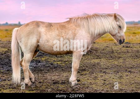 Weißes isländisches Pferd mit vollem Körperprofil, Südisland Stockfoto