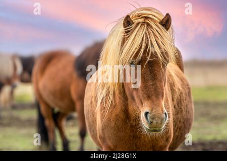 Porträt eines isländischen braunen Pferdes mit langen blonden Haaren in Südisland Stockfoto
