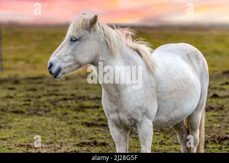 Porträt eines weißen isländischen Pferdes in Südisland Stockfoto
