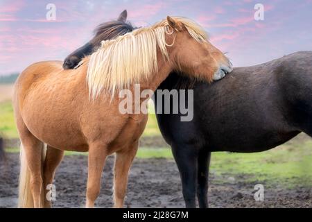 Zwei isländische Pferde in liebevoller Umarmung, Südisland Stockfoto