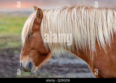 Profil eines isländischen braunen Pferdes mit langen blonden Haaren, Südisland Stockfoto