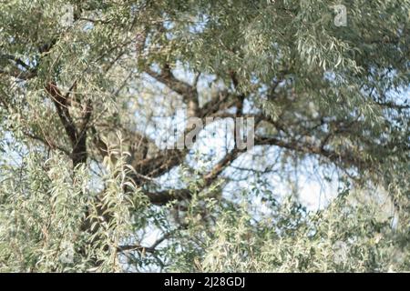 Landschaft mit silbernem Loch-Baum. Schmal hellgrün der Elaeagnus angustifolia. Silber wilde Olive für einen Beitrag, Tapete, Postkarte, Poster, Banner Stockfoto