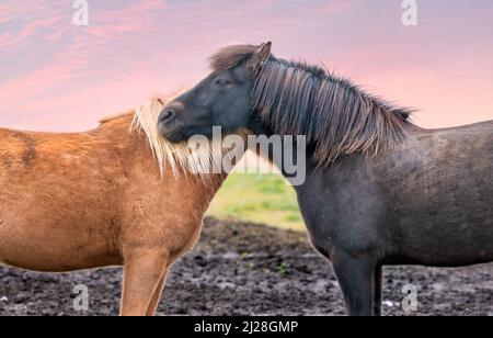 Zwei isländische Pferde in liebevoller Umarmung, Südisland Stockfoto