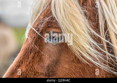 Nahaufnahme eines braunen isländischen Pferdes mit langen blonden Haaren in Südisland Stockfoto