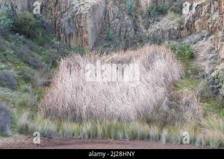 Naturerholung, Grünland auf dem ehemaligen Minengelände São Domingos in Mértola, Alentejo, Portugal. Stockfoto