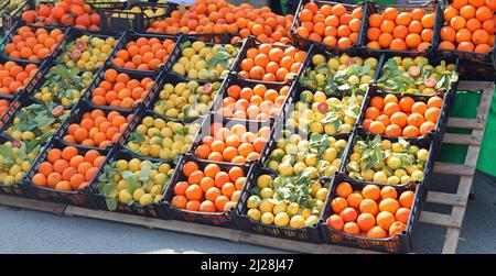 Viele Zitrusfruchtkisten mit reifen Orangen und gelben Zitronen zum Verkauf im Gemüsemarkt Stockfoto