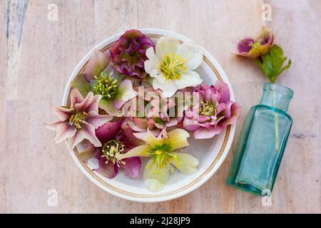 Eine Keramikschale und eine rustikale blaue Flasche mit schönen rosa und weißen Hellebore auf einem Holztisch Stockfoto