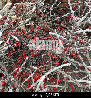 Makroaufnahme des Rauhfrosts auf den Beeren des Berberstbusches. Stockfoto