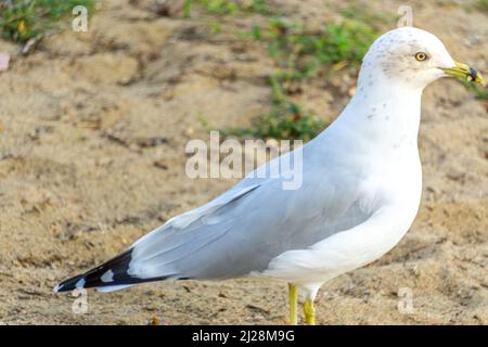 Nahaufnahme einer schönen Ringmöwe auf trockenem Land auf der Suche nach Nahrung Stockfoto