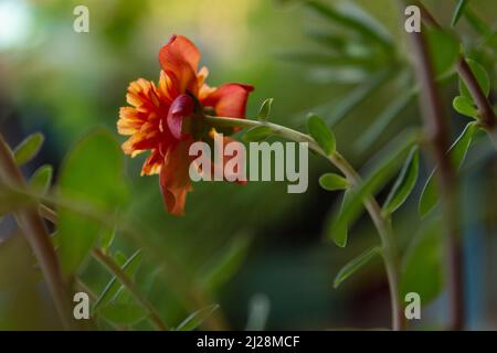 Goiânia, Goias, Brasilien – 30. März 2022: Eine offene Blume mit Blättern in einer Topfpflanze. Portulaca grandiflora. Stockfoto