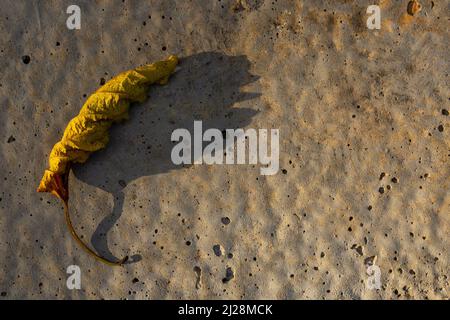 Goiânia, Goias, Brasilien – 30. März 2022: Ein vergilbtes Blatt auf dem Boden bei spätnachmittags Beleuchtung. Stockfoto