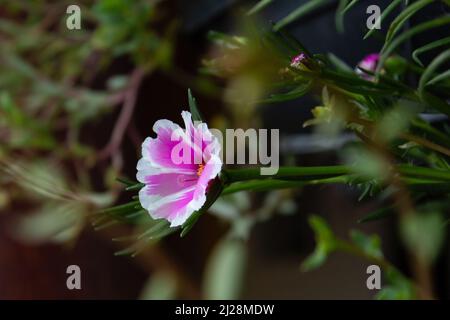 Goiânia, Goias, Brasilien – 30. März 2022: Eine offene Blume mit Blättern in einer Topfpflanze. Portulaca grandiflora. Stockfoto