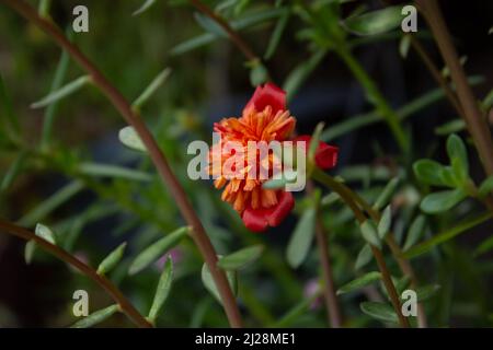 Goiânia, Goias, Brasilien – 30. März 2022: Eine offene Blume mit Blättern in einer Topfpflanze. Portulaca grandiflora. Stockfoto