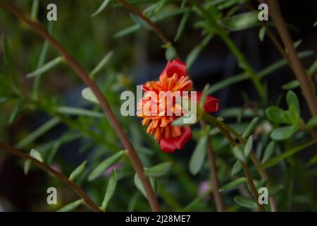 Goiânia, Goias, Brasilien – 30. März 2022: Eine offene Blume mit Blättern in einer Topfpflanze. Portulaca grandiflora. Stockfoto