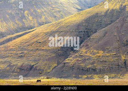 Pferd vor vulkanischen Formationen, Island Stockfoto