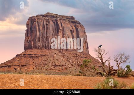 Blick auf Elephant Butte AKA Merrick Butte und einen Raben auf einem Baum im Monument Valley, Arizona. Stockfoto