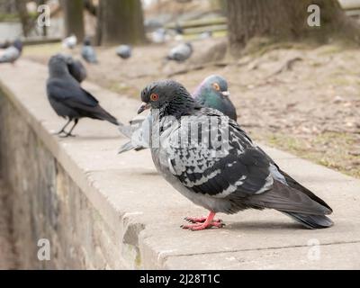 Feral Taube, gewöhnliche graue Stadttaube, Vögel in der Stadt aus der Nähe, urbane Vögel Gruppe einfache Nahaufnahme, Detail. Tiere aus der Nähe, Stadtfauna Konzept, nobod Stockfoto