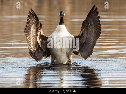 Kanadas Gans zeigt sich Ende März Teich Stockfoto