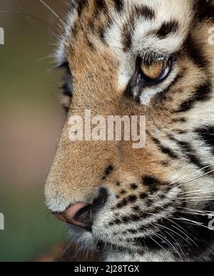 Amur-Tigerkub (Profil, Nahaufnahme) Stockfoto