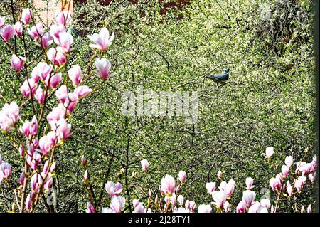 Magnolia liliiflora Betty Purpur Magnolie Winterhart im Winterlichen Garten. Tauben und Magnolia Blüten im Schnee. Stockfoto