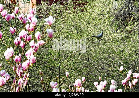 Magnolia liliiflora Betty Purpur Magnolie Winterhart im Winterlichen Garten. Tauben und Magnolia Blüten im Schnee. Stockfoto