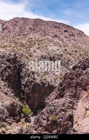 Nelson, Nevada, USA - 21. Mai 2011: Scharfe kleine Spalt in trockenem braunen felsigen, rauen bergigen Gelände mit einigen grünen Pflanzen, die unter b um Wasser kämpfen Stockfoto