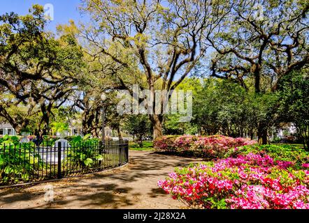 Azaleen blühen inmitten lebender Eichen auf dem Washington Square, 26. März 2022, in Mobile, Alabama. Washington Square ist ein malerischer Park in der Oak Stockfoto