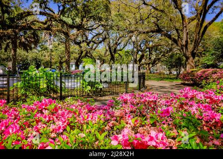 Azaleen blühen inmitten lebender Eichen auf dem Washington Square, 26. März 2022, in Mobile, Alabama. Washington Square ist ein malerischer Park in der Oak Stockfoto