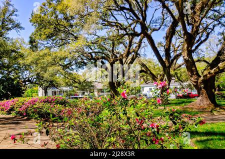 Azaleen blühen inmitten lebender Eichen auf dem Washington Square, 26. März 2022, in Mobile, Alabama. Washington Square ist ein malerischer Park in der Oak Stockfoto