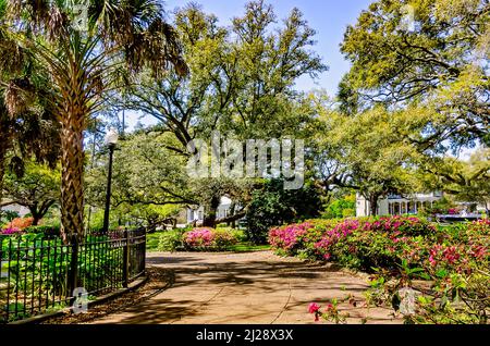 Azaleen blühen inmitten lebender Eichen auf dem Washington Square, 26. März 2022, in Mobile, Alabama. Washington Square ist ein malerischer Park in der Oak Stockfoto