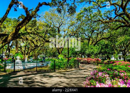 Azaleen blühen inmitten lebender Eichen auf dem Washington Square, 26. März 2022, in Mobile, Alabama. Washington Square ist ein malerischer Park in der Oak Stockfoto