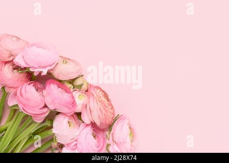 Rosa Ranunculus Blumen Haufen auf einem rosa Hintergrund. Muttertag, Valentinstag, Geburtstagskonzept. Draufsicht, Platz für Text kopieren Stockfoto