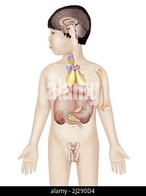 Endokrines System bei Kindern Stockfoto