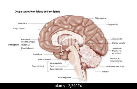 Encepalus - Medianbecher Stockfoto