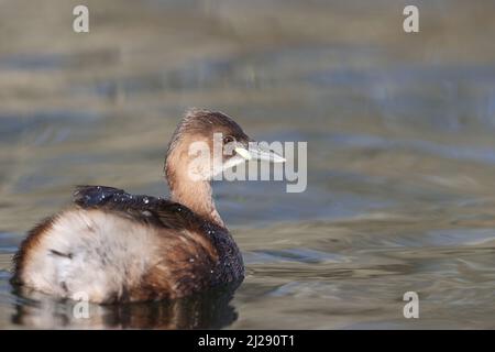 Zwergtaucher Stockfoto