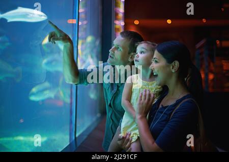 Leben aquatisch. Aufnahme einer dreiköpfigen Familie bei einem Ausflug ins Aquarium. Stockfoto