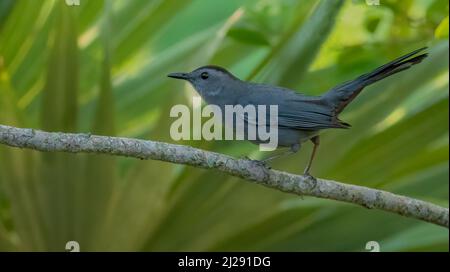 Ein grauer Katzenwels, der auf einem Zweig in Florida thront. Stockfoto