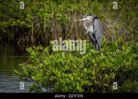 Ein großer blauer Reiher, der auf einem Mangroven in Merritt Island National Seashore in Florida thront. Stockfoto