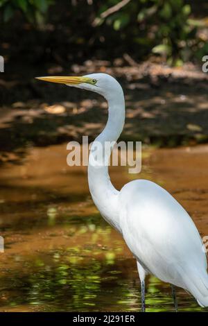 Ein Silberreiher jagt entlang des Brackwassers eines Gezeitensumpfs in florida. Stockfoto