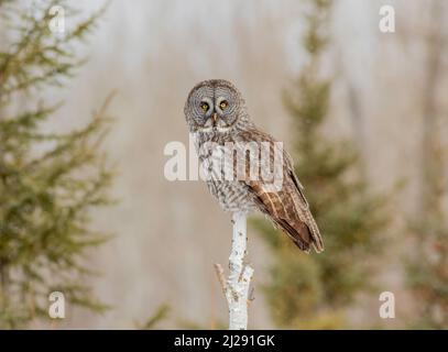 Im Winter steht eine große graue Eule auf einem toten Baum in Sax Zim Bog Minnesota Stockfoto