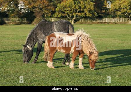 Zwei New Forest Ponys, die bei Sonnenschein auf offenem Grasland grasen oder sich gemeinsam ernähren, Brockenhurst, New Forest National Park, Hampshire, England, Großbritannien Stockfoto