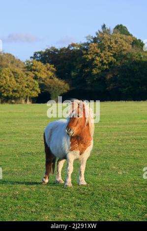 New Forest Pony auf offenem Grasland bei Sonnenschein, Brockenhurst, New Forest National Park, Hampshire, England, Großbritannien Stockfoto