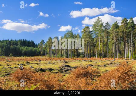 Eine Rodung in einer Kiefernwaldplantage aus Entwaldung, New Forest National Park, Hampshire, England, Großbritannien Stockfoto