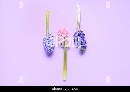 Schöne Hyazinthen Blumen auf lila Hintergrund Stockfoto