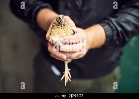 Endlich haben Sie erwischt. Aufnahme einer nicht erkennbaren Person Hände halten ein Huhn draußen auf einem Bauernhof während des Tages. Stockfoto