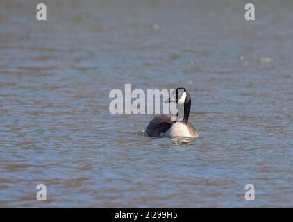 Eine Canada Goose (Branta canadenis) auf dem Wye River in Ontario im frühen Frühjahr Stockfoto