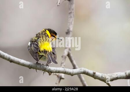 Ein männlicher Cape-May-Waldsänger, Setophaga tigrina, thront auf einem kleinen Zweig Stockfoto