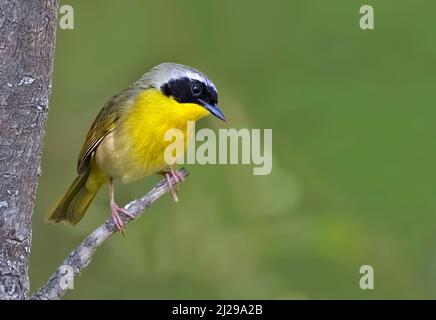 Eine Nahaufnahme eines Gelbkehlens, Geothlypis trichas Stockfoto