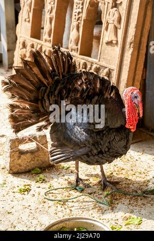 Eine lebende türkei auf einem Bauernhof Stockfoto