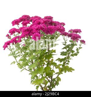 Bund von rosa Chrysantheme Blumen auf weißem Hintergrund, isoliert blühende Pflanze Stockfoto